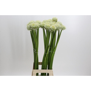 Allium White Giant