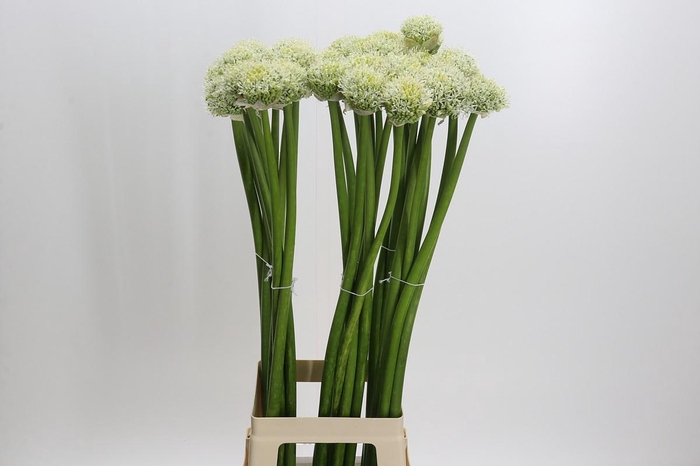 <h4>Allium White Giant</h4>