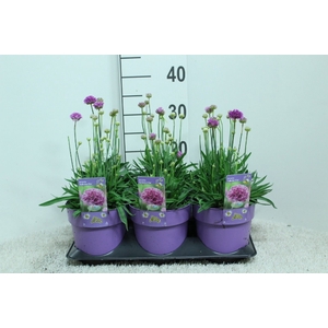 Armeria   ...