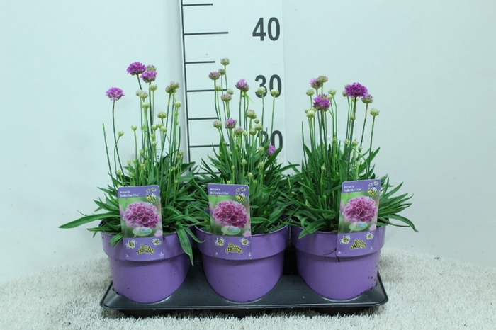 <h4>Armeria   ...</h4>