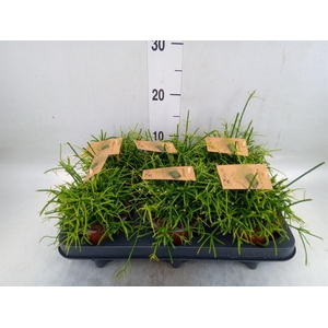 Rhipsalis baccifera 'Oasis'