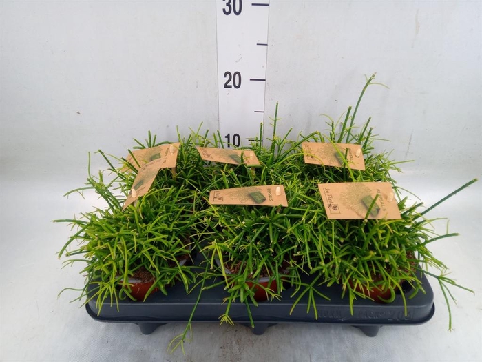 <h4>Rhipsalis baccifera 'Oasis'</h4>