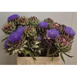 Cynara Sc Green Glob