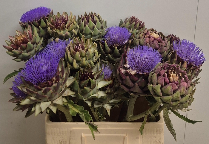 <h4>Cynara Sc Green Glob</h4>
