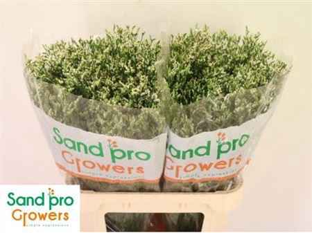 Lim Sin Cool Diamond