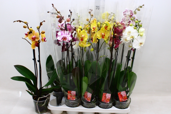 <h4>PHAL GEM 7 KL</h4>