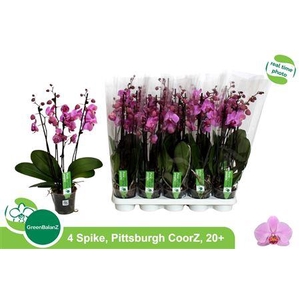 Phal An Pittsburgh 4 Branches 20+