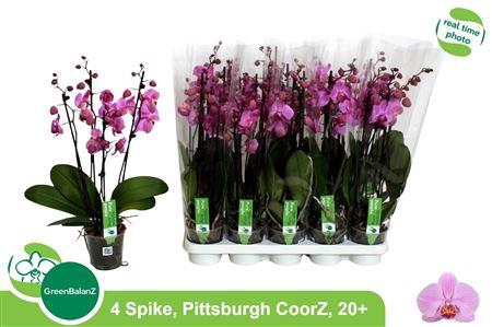 <h4>Phal An Pittsburgh 4 Branches 20+</h4>