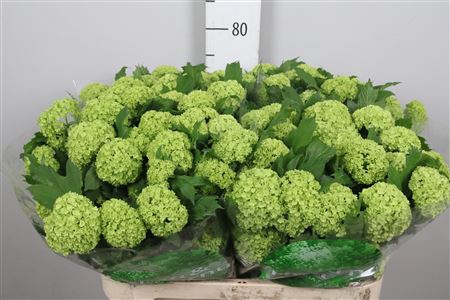 <h4>Viburnum Roseum St 2 Bal</h4>