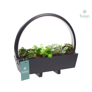 Arrangement LED arch lamp made of wood with green plants FC-22.1020FDH
