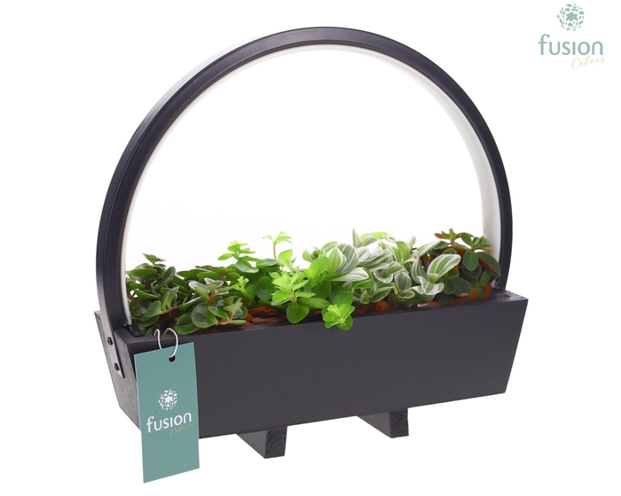 <h4>Lamp LED boog hout met groene planten</h4>