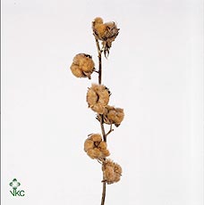 Gossypium Brown 10bal