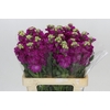 Matthiola Iron Rose