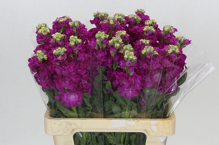 Matthiola Iron Rose