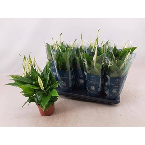 Spathiphyllum Bellini 13Ø 40cm 8fl