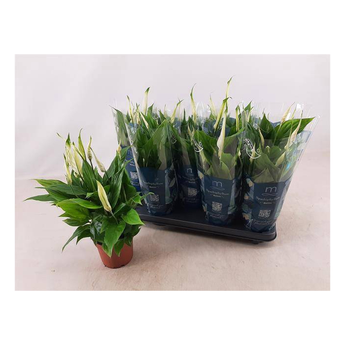 <h4>Spathiphyllum Bellini 13Ø 40cm 8fl</h4>