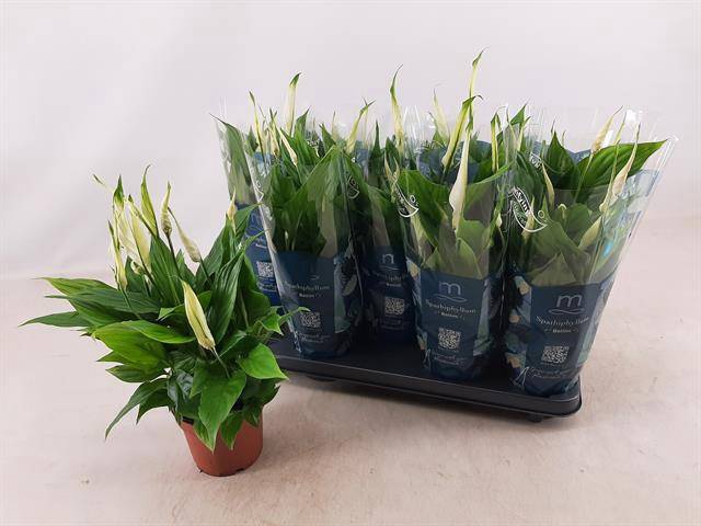 Spathiphyllum Bellini 13Ø 40cm 8fl