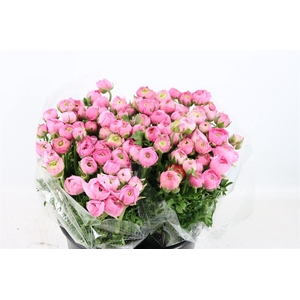 Ran Elegance Light Pink