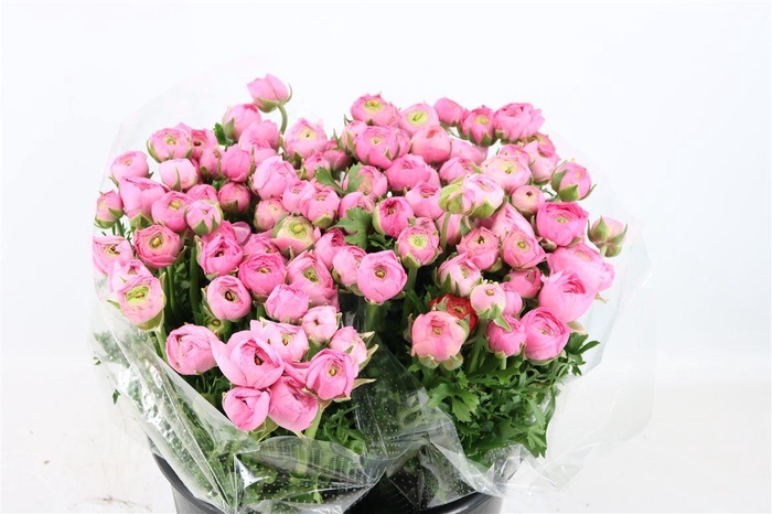 <h4>Ran Elegance Light Pink</h4>