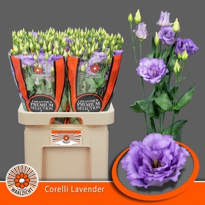 Eustoma gef Corelli Lavender