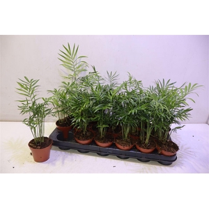 arr8 Chamaed Elegans