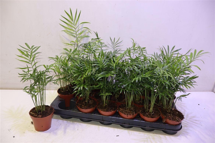 <h4>arr8 Chamaed Elegans</h4>