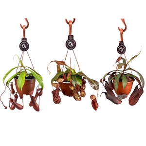Nepenthes mix 14 cm in hangpot