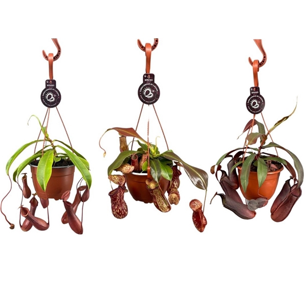 <h4>Nepenthes mix 14 cm in hangpot</h4>