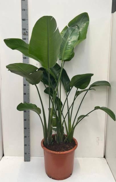 <h4>STRELITZIA NICOLAI</h4>