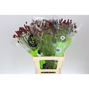 Sanguisorba Off Red Dream