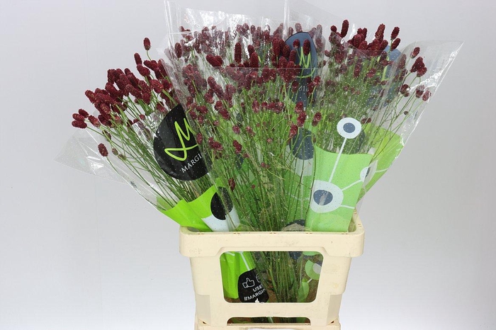 <h4>Sanguisorba Off Red Dream</h4>