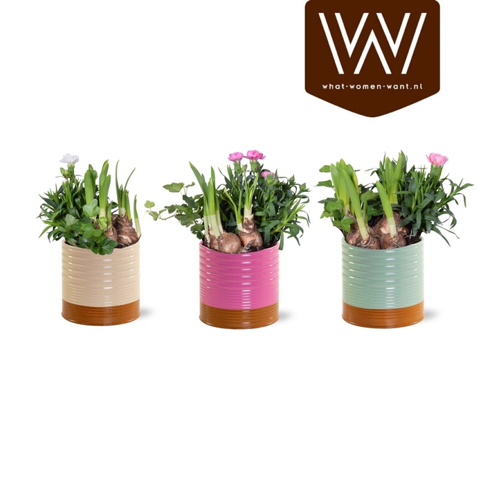 <h4>ARR TUINPLANTEN</h4>