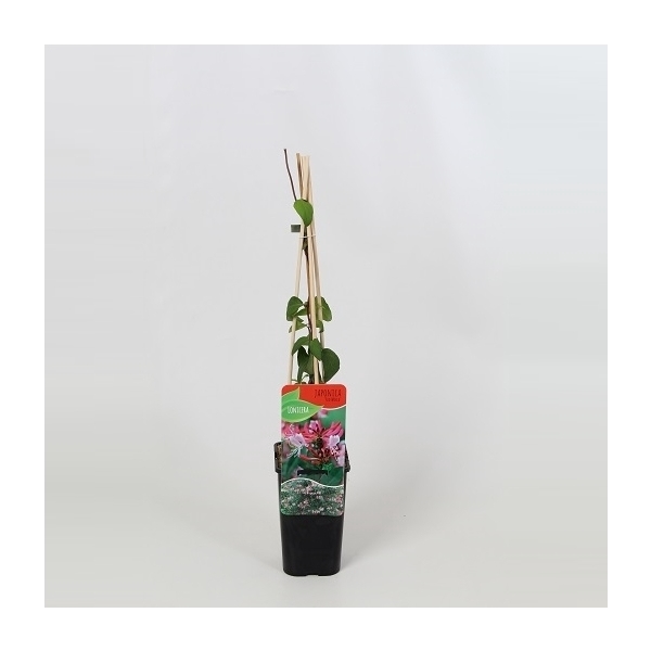 <h4>Lonicera japonica Red World</h4>