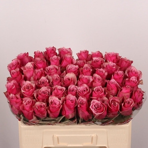 R GR MAJESTIC ATHENA