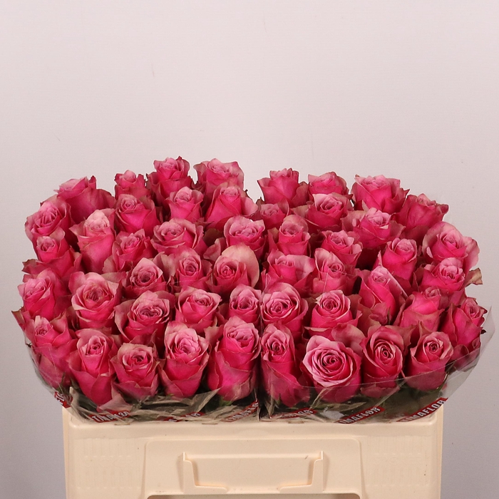 <h4>R GR MAJESTIC ATHENA</h4>