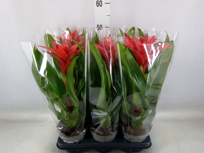 <h4>Guzmania   ...</h4>