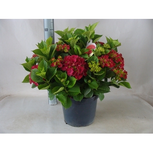 Hydrangea mac.