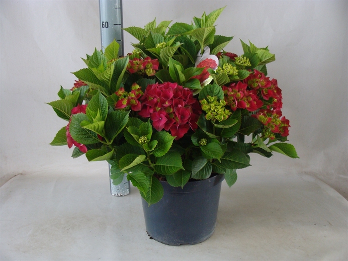 <h4>Hydrangea mac. 'Hot Red'</h4>