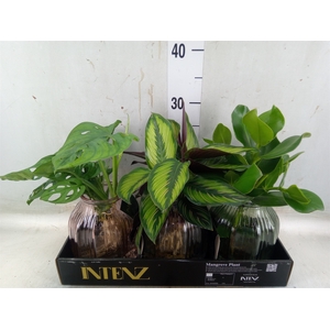 Planten  ..mix