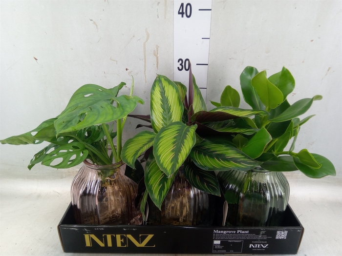 <h4>Planten  ..mix</h4>