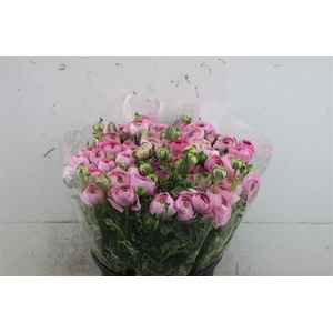 Ran Aazur Pink Super