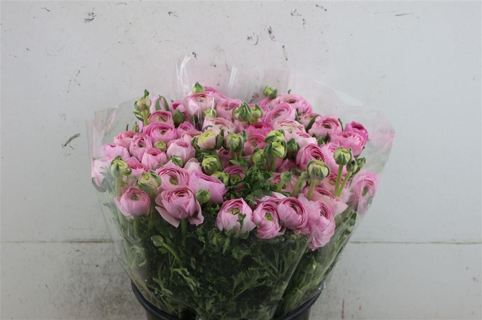 <h4>Ran Aazur Pink Super</h4>