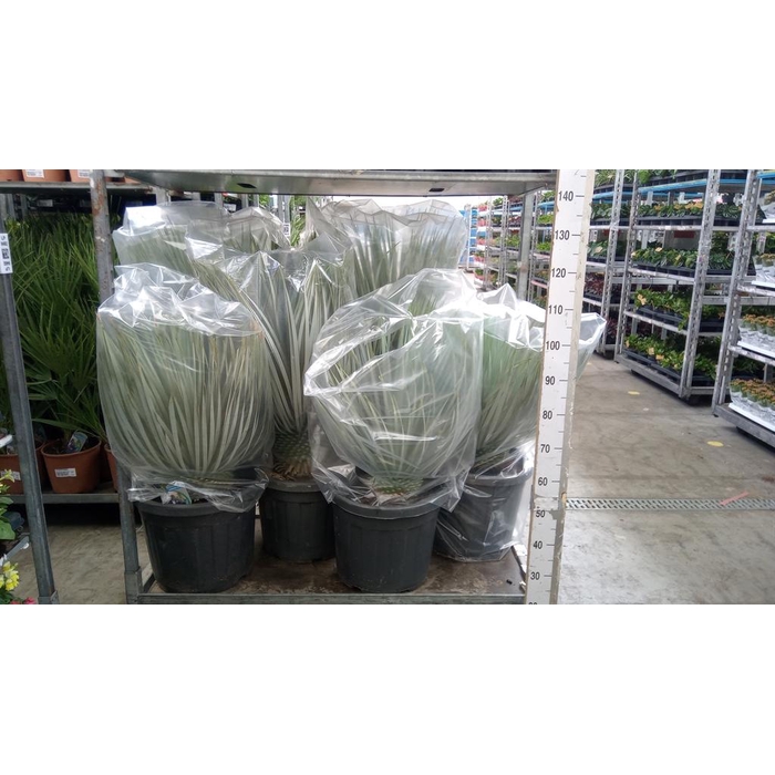 <h4>Yucca rostrata</h4>