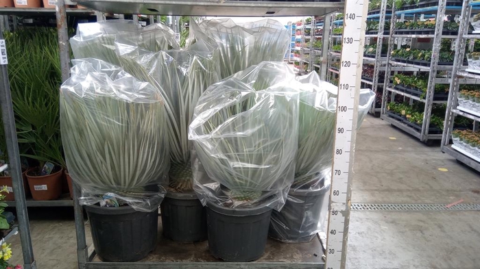 Yucca rostrata
