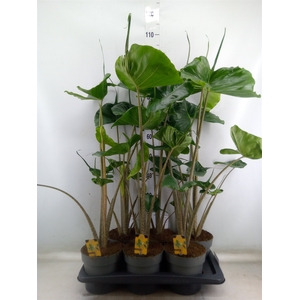 Alocasia macrorrhizos 'Stingray'