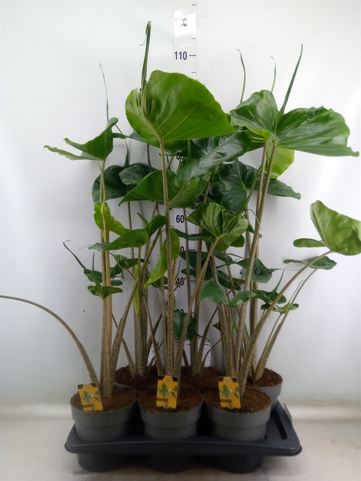 <h4>Alocasia macrorrhizos 'Stingray'</h4>