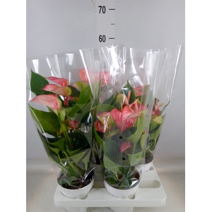 Anthurium andr. 'Livium Red'