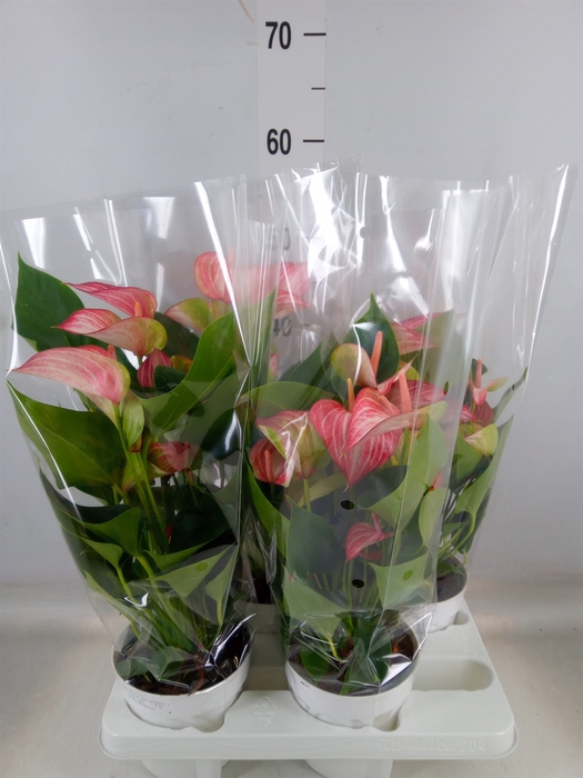 <h4>Anthurium andr. 'Livium Red'</h4>