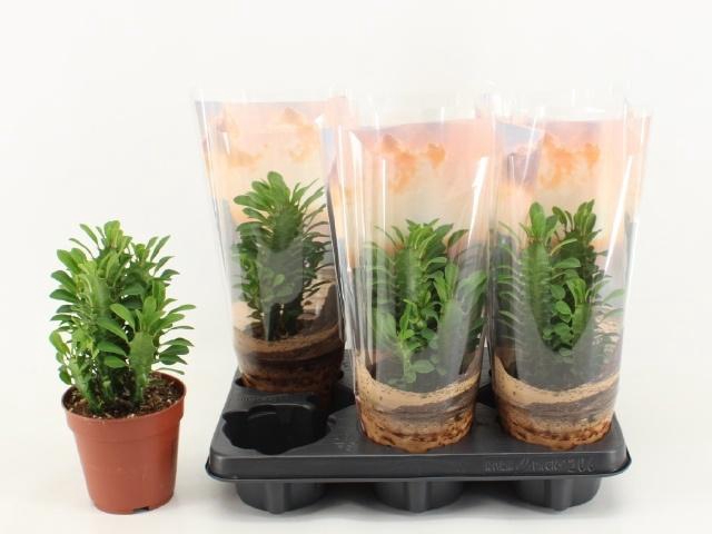 EUPHOR TRIGONA