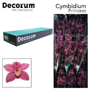 CYMB T PRINCESS Decorum 60cm.